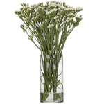 Statice Starlight Wings