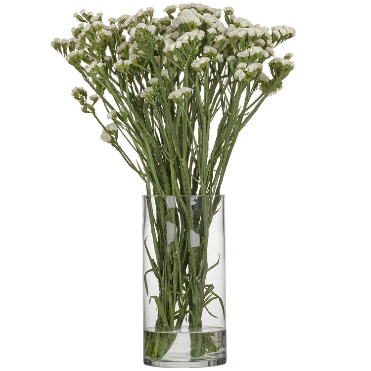 Statice Starlight Wings