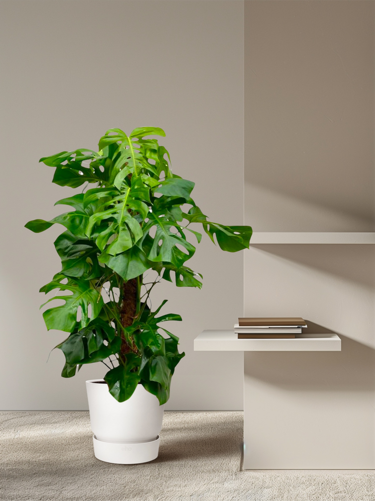 Monstera XL