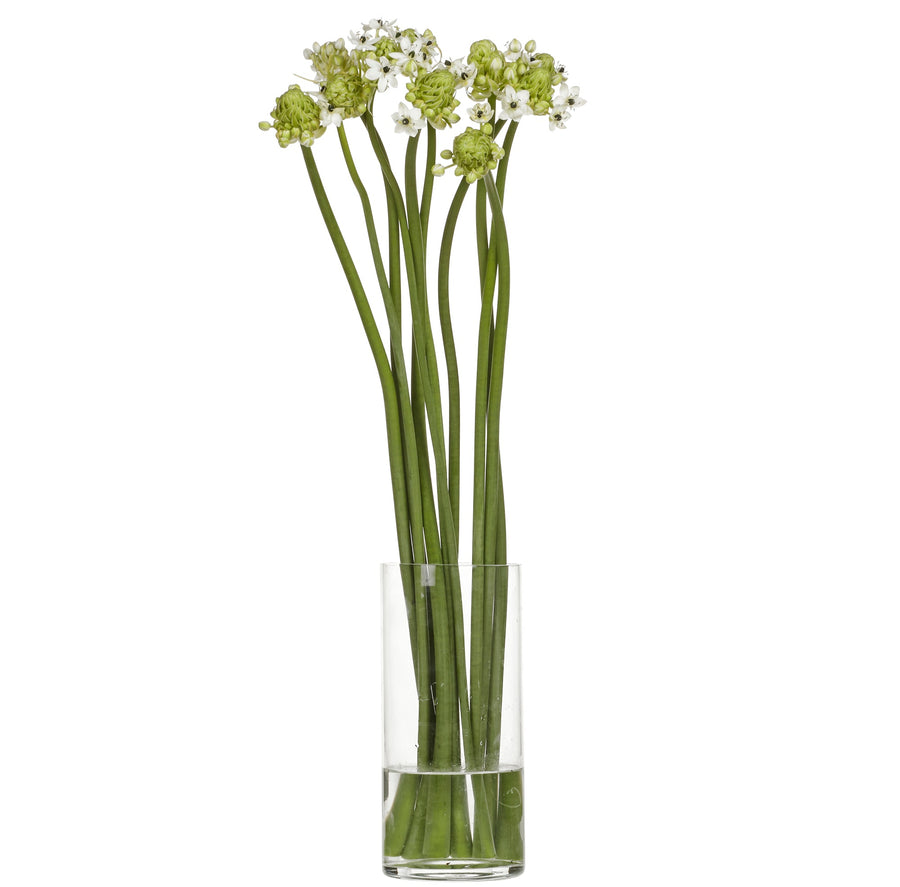 Ornitogalum Arabicum