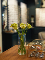 Ornitogalum Arabicum