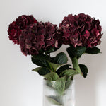 Hortensia mon Amour