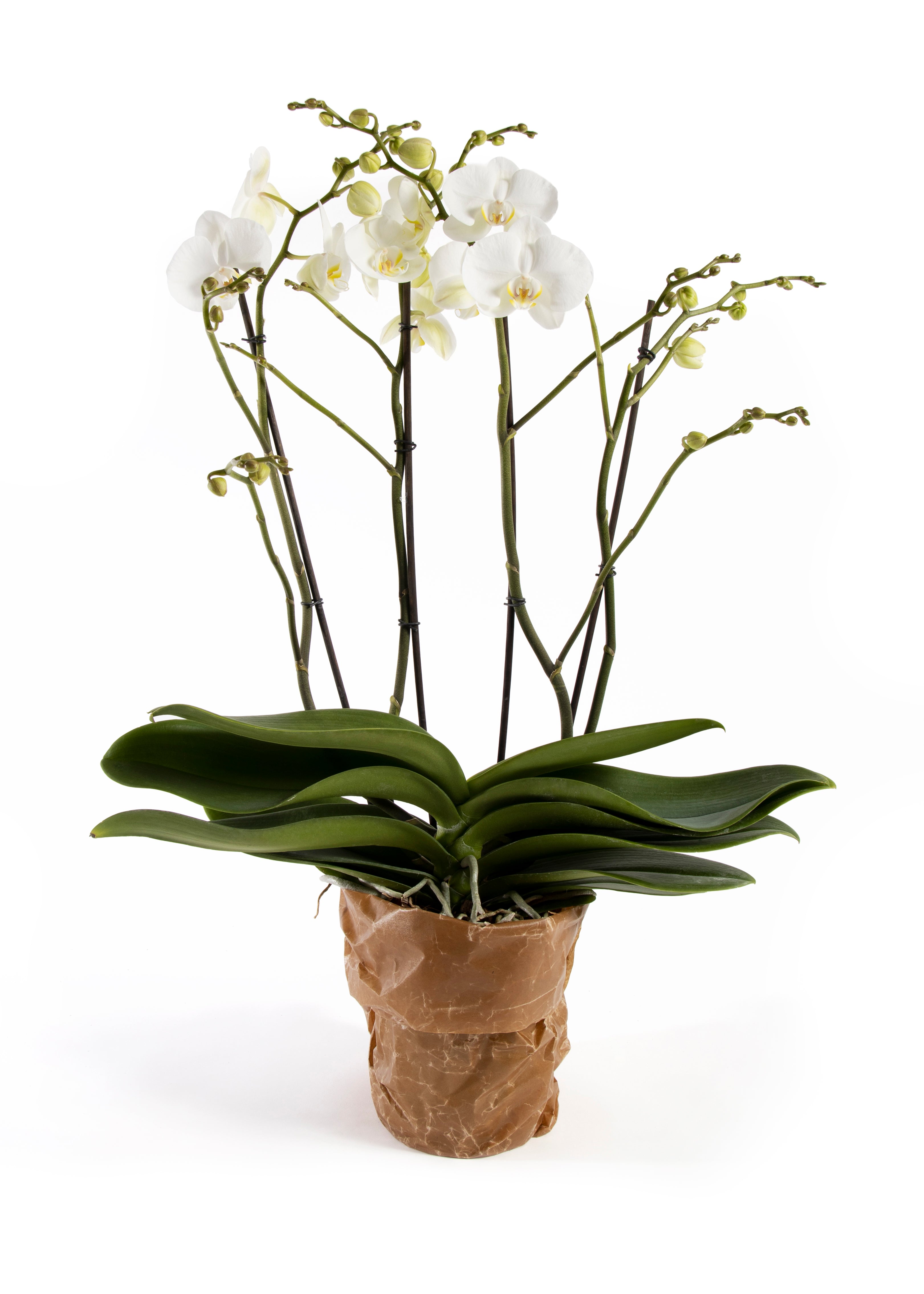 Orkidé 4-gren XL
