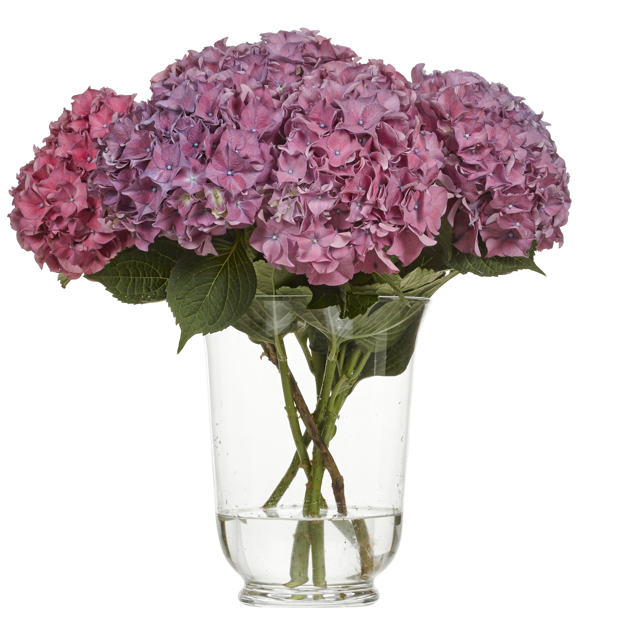 Hortensia Rodeo Paars 
