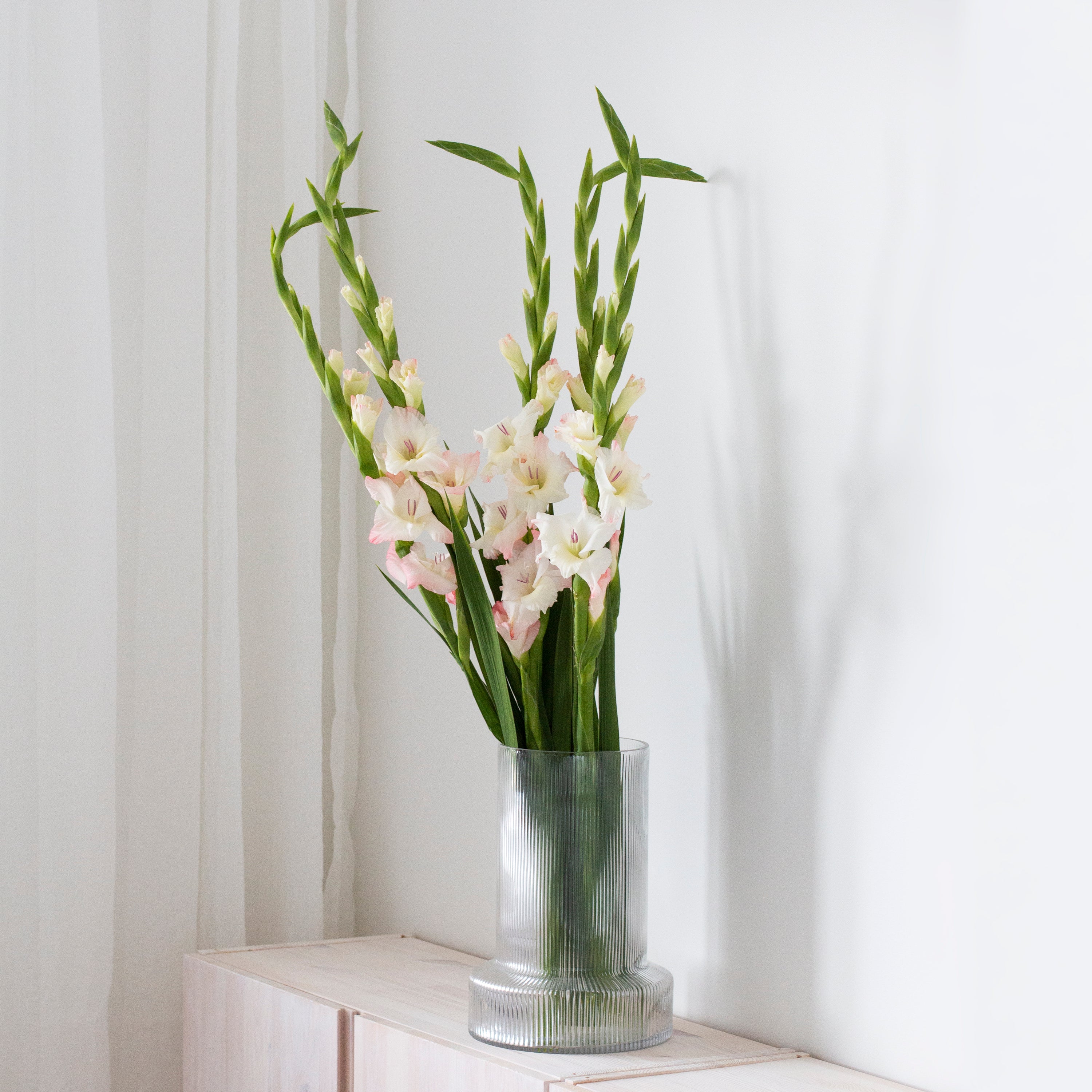 Gladiolus ljusrosa